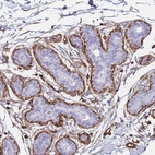 Anti-PTRF Antibody