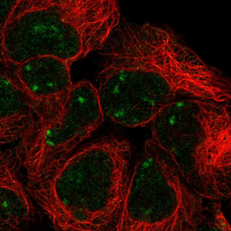 Anti-SNAPC2 Antibody