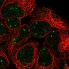 Anti-SNAPC2 Antibody