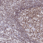 Immunohistochemical staining of human lymph node shows moderate to strong positivity in nuclear membrane.