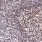 Immunohistochemical staining of human lymph node shows moderate to strong positivity in nuclear membrane.