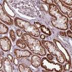 Immunohistochemical staining of human kidney shows strong positivity in cells in tubules.