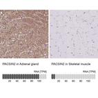 Anti-PACSIN2 Antibody