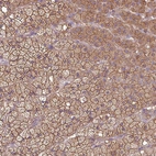 Immunohistochemical staining of human adrenal gland shows strong cytoplasmic and membranous positivity in glandular cells.