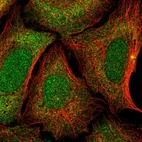 Immunofluorescent staining of human cell line U-2 OS shows localization to nucleus, cytosol & centrosome.