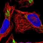 Immunofluorescent staining of human cell line U-2 OS shows localization to mitochondria.