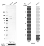Western blot analysis in human cell line U-2 OS and human cell line CACO-2.