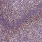 Anti-STAT5A Antibody
