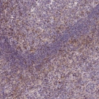Anti-STAT5A Antibody