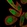 Anti-TNIP2 Antibody