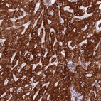 Anti-EBPL Antibody