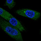 Anti-EBPL Antibody