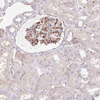 Anti-EHD3 Antibody