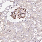 Anti-EHD3 Antibody