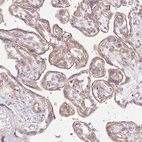 Anti-EHD3 Antibody