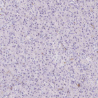 Immunohistochemical staining of human pancreas shows no positivity in exocrine glandular cells as expected.