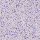 Anti-EHD3 Antibody