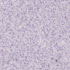 Immunohistochemical staining of human pancreas shows no positivity in exocrine glandular cells as expected.