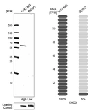 Western blot analysis in human cell lines U-87MG ECACC and BeWo using Anti-EHD3 antibody. Corresponding EHD3 RNA-seq data are presented for the same cell lines. Loading control: Anti-PARP1.