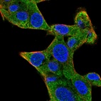 Immunofluorescent staining of human cell line Hep G2 shows localization to cytosol.