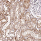 Anti-ZKSCAN7 Antibody
