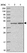 Anti-ZKSCAN7 Antibody