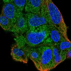 Immunofluorescent staining of human cell line Hep G2 shows localization to cytosol.