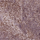 Anti-SRSF2 Antibody