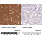 Anti-DNM1 Antibody