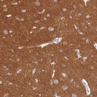 Immunohistochemical staining of human cerebral cortex shows high expression.