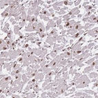 Anti-OR10AD1 Antibody