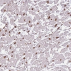 Anti-OR10AD1 Antibody