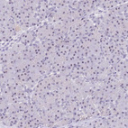 Immunohistochemical staining of human pancreas shows weak positivity in nucleoli in exocrine glandular cells.