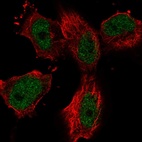 Immunofluorescent staining of human cell line U-251 MG shows localization to nucleoplasm.