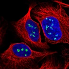 Immunofluorescent staining of human cell line U-2 OS shows localization to nucleoli fibrillar center.