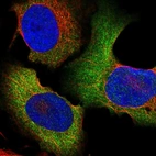Immunofluorescent staining of human cell line U-2 OS shows localization to cytosol.