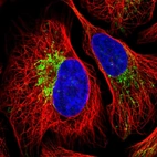 Anti-ZNF211 Antibody