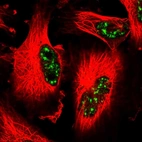 Immunofluorescent staining of human cell line U-251 MG shows localization to nuclear speckles.