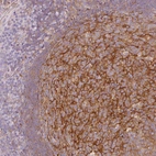 Immunohistochemical staining of human lymphoid tissues shows moderate positivity in reticular fibers in germinal center cells.