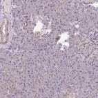 Immunohistochemical staining of human pancreas shows low expression as expected.