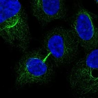 Immunofluorescent staining of human cell line HEK 293 shows localization to microtubules & cytokinetic bridge.