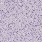 Immunohistochemical staining of human pancreas shows no positivity in exocrine glandular cells as expected.
