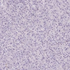 Immunohistochemical staining of human pancreas shows no positivity in exocrine glandular cells as expected.