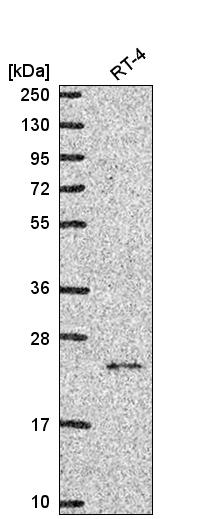 Anti-NCKIPSD Antibody