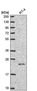 Anti-NCKIPSD Antibody