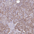 Immunohistochemical staining of human pancreas shows strong granular cytoplasmic positivity in exocrine glandular cells.