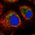 Immunofluorescent staining of human cell line A-431 shows localization to mitochondria.