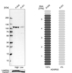 Western blot analysis in human cell line A-549 and human cell line A-431.