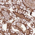 Immunohistochemical staining of human small intestine shows strong nuclear and cytoplasmic positivity in glandular cells.