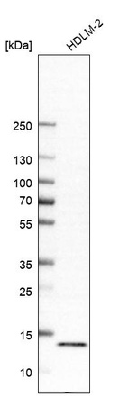 Anti-LYRM7 Antibody